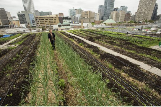 Ryerson rooftop farming